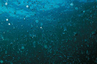 La vida ha estado ligada siempre al agua. En el ocano primitivo surgieron las primeras estructuras unicelulares que dieron origen a las miles de especies que hoy habitan en nuestro planeta.