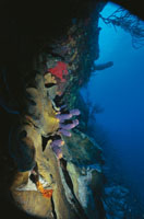 Buena parte de la vida marina se encuentra en los primeros 200 m de profundidad. Las estructuras rocosas o coralinas multiplican la oferta biodiversa.