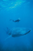 El tiburn ballena es el pez ms grande del mundo. Permanece en aguas tibias y se alimenta de plancton; mide ms de 12 m y pesa ms de 10.000 kg. Aunque vive en la provincia nertica, para alimentarse puede bajar hasta la zona ocenica de penumbra.