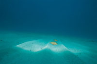 Una caracterstica de las formas planas del ocano son los fondos arenosos. Estos desiertos ocenicos tienen poca vida marina asociada y contienen dunas movidas por las corrientes marinas.