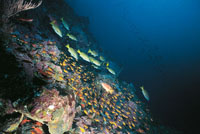 Cardumen de peces cardenales y pargos en el ocano Pacfico.