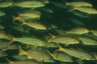 Corrientes, movimientos verticales y surgencias son algunos de los factores que favorecen el desplazamiento del plancton en el ocano y, por lo tanto, de bancos y cardmenes de peces.