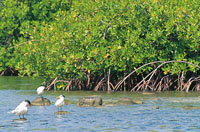 El manglar es un enclave arbreo dentro de un sustrato blando influenciado por aguas salobres o marinas; es un ecosistema prdigo y generoso que ayuda a mantener buena parte de la red alimenticia estuarina y marina.