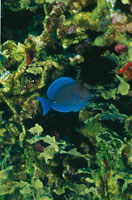 En las lagunas arrecifales, los corales estn acompaados de algas, esponjas, celenterados, equinodermos y una gran variedad de peces, como el pez cirujano azul.