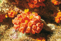 Tanto las anmonas como las medusas y los corales se clasifican en el grupo de los animales flor -Anthozoos-. Los plipos del coral son sacos musculares cilndricos muy pequeos; su parte superior, que est rodeada de tentculos, es el orificio por donde