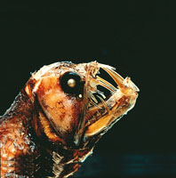 En las zonas abisales se encuentra un universo desconocido, donde los seres vivientes se han adaptado a las grandes presiones y a la ausencia de la luz solar. La mayora de los peces de estas profundidades usan un seuelo bioluminiscente que les sirve par