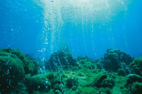 El agua de mar contiene, en forma de iones, una gran cantidad de elementos, como cloro, sodio, magnesio, nitrgeno, criptn, nen, bismuto, helio y oro. Las emanaciones de gas azufrado y de otros compuestos, provienen del manto superior.