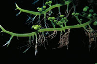 Algas de la especie Caulerpa racemosa, que se desarrollan en lugares donde hay abundancia de material orgnico.