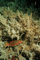 Una creola en un crecimiento de algas pardas y corales blandos.