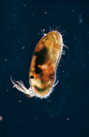 En una gota de agua se encuentra una gran cantidad de microorganismos, como crustceos, moluscos y peces en estado larvario, que viven del fitoplancton y forman parte del zooplancton, ste a su vez, sirve de alimento a casi todas las especies del mundo ma