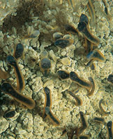 Medusa en reproduccin.