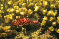 En los arrecifes habitan infinidad de pequeos peces como el halcn, que mide de 5 a 7 cm.