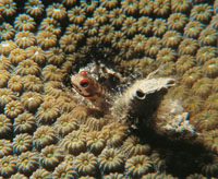 El goby que tan solo alcanza uno a dos centmetros. Este vive generalmente dentro de los corales cerebro y cuerno de alce, o en los pequeos orificios de las esponjas.