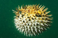 Las criaturas del mundo desarrollan diferentes estrategias para sobrevivir: el pez globo, se infla y se eriza para intimidar a los predadores.