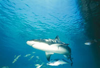 Gracias a su tamao, que puede llegar a ser de 3,6 m, el tiburn gris es uno de los grandes predadores del medio marino.