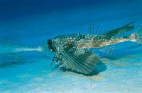 La gunard voladora posee unas aletas pectorales muy grandes, con diseos de colores brillantes que slo despliega cuando se ve amenazada, para aparentar que posee el doble de su tamao.