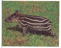 La danta, una de las esp�cies m�s ant�guas del Neotr�pico, es un mam�fero que ha sido relacionado con el caballo, la cebra, el ciervo eincluso con el hipop�tamo. En la fotograf�a un individuo joven.