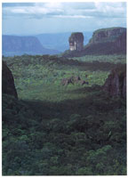 Domos, torretas y cerros tubulares  caracter�sticos de la serran�a de Chiribiquete.