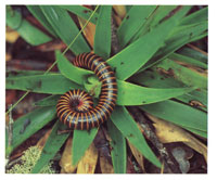 La microfauna de Chiribiquete es de las m�s ricas y variadas del pa�s y est� contituida por insectos y peque�os reptiles, muchos de ellos a�n desconocidos para la ciencia.