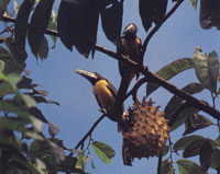 Las  investigaciones cient�ficas en Tunah� se iniciaron hace apenas unos cuatro a�os, cuando se realizaban los primeros contactos con los, hasta ahora desconocidos, Nukaks, una �tnia n�mada de la zona. Tucancillo multibanda.